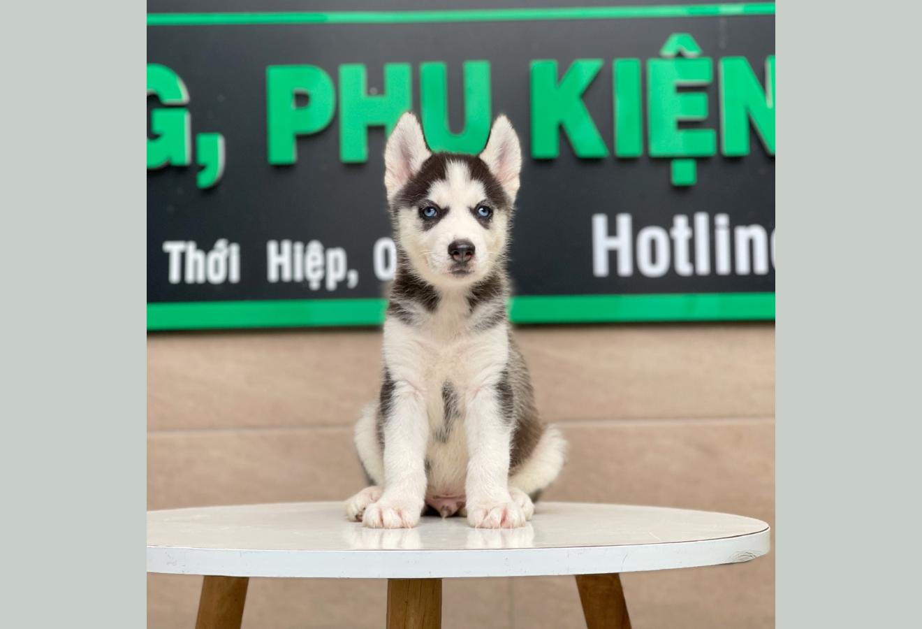 Husky Siberian - Màu Đen Trắng (MS 03)