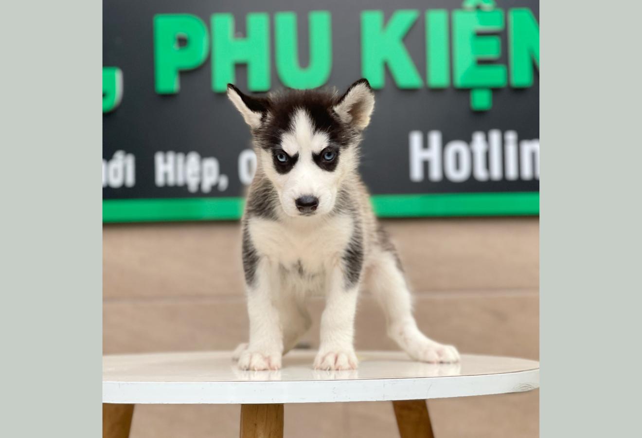 Husky Siberian - Màu Đen Trắng (MS 04)