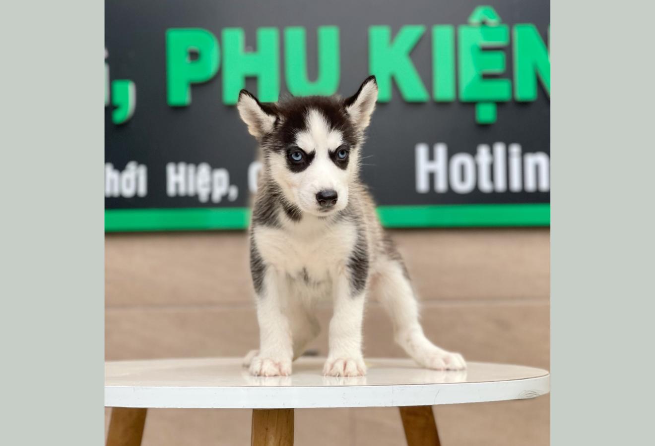 Husky Siberian - Màu Đen Trắng (MS 04)