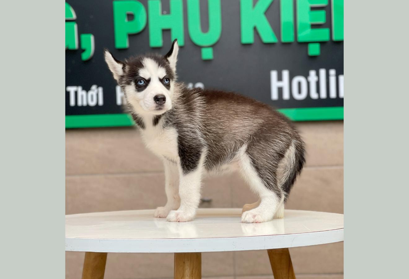 Husky Siberian - Màu Đen Trắng (MS 04)