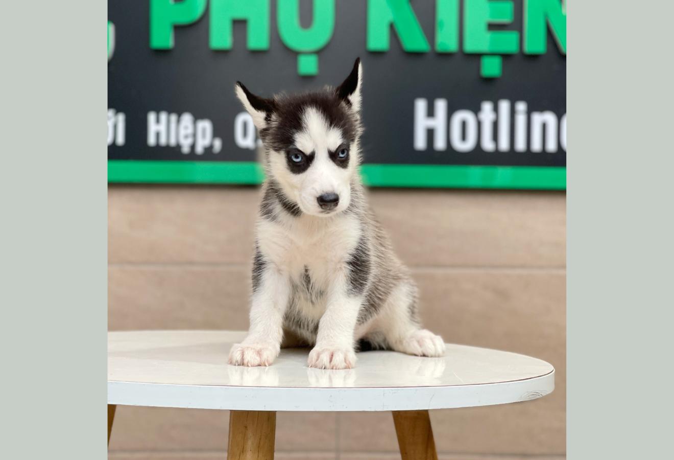 Husky Siberian - Màu Đen Trắng (MS 04)