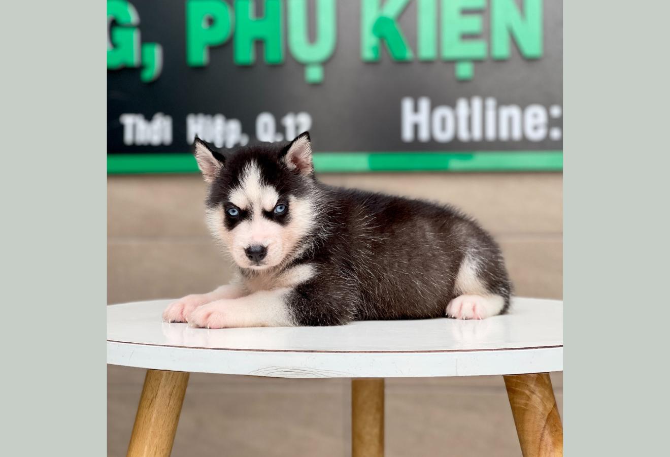Husky Siberian - Màu Đen Trắng (MS 05)