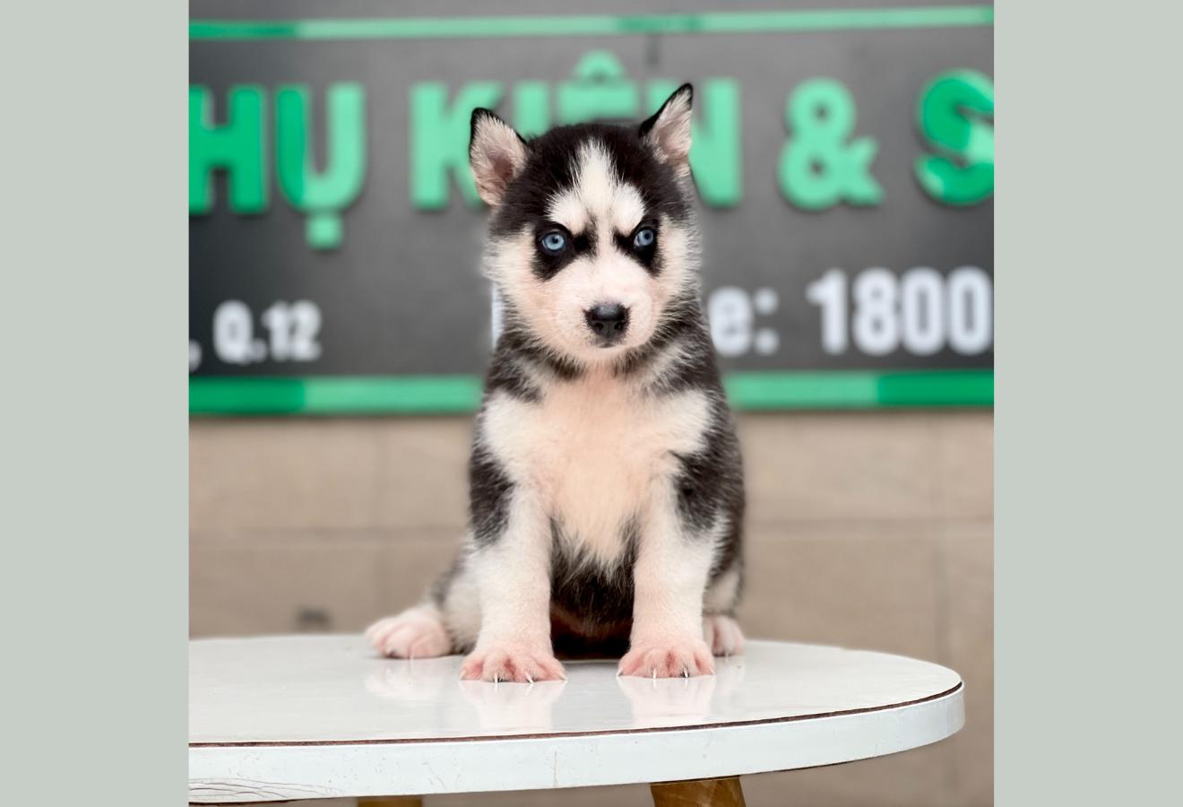 Husky Siberian - Màu Đen Trắng (MS 05)