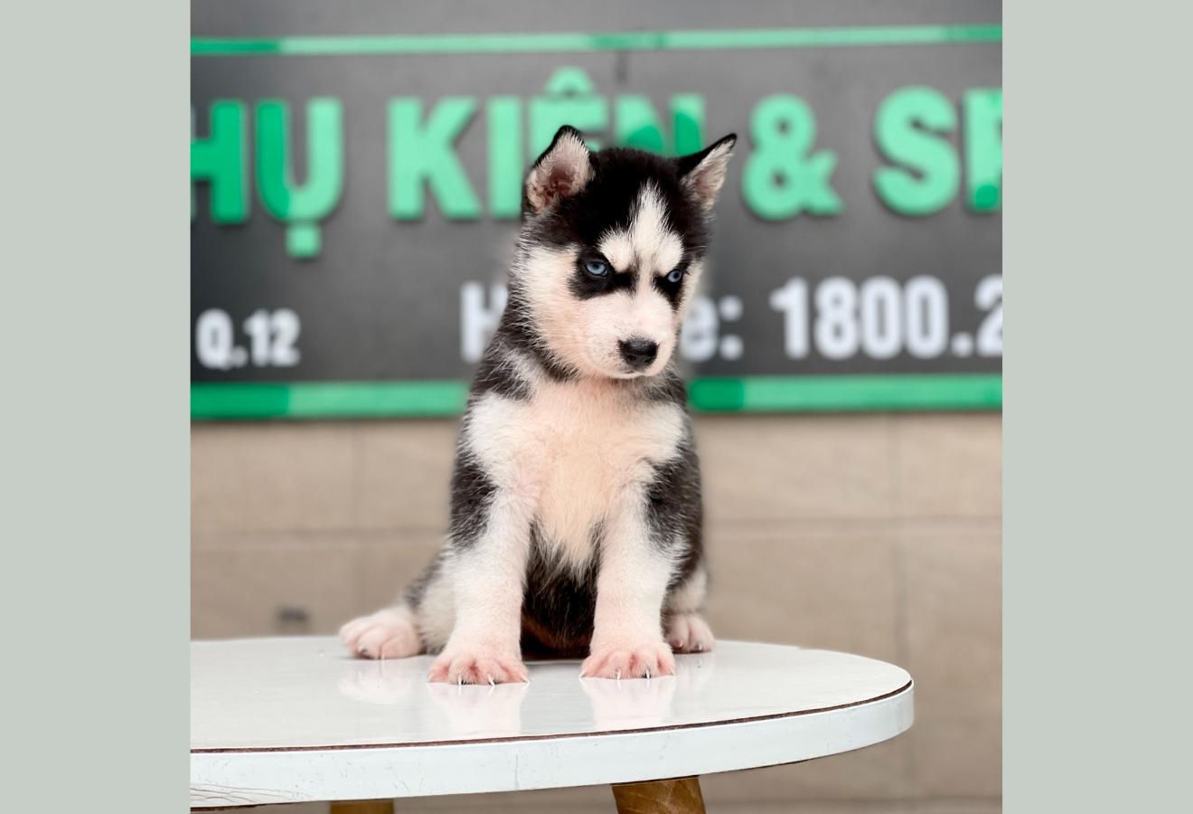 Husky Siberian - Màu Đen Trắng (MS 05)