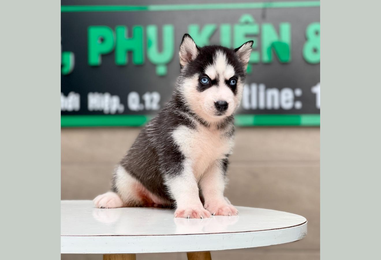 Husky Siberian - Màu Đen Trắng (MS 06)