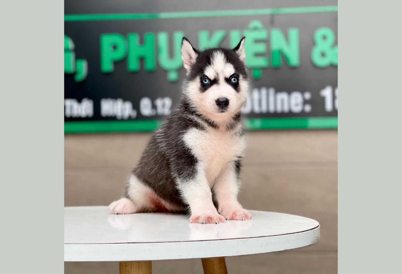 Husky Siberian - Màu Đen Trắng (MS 06)