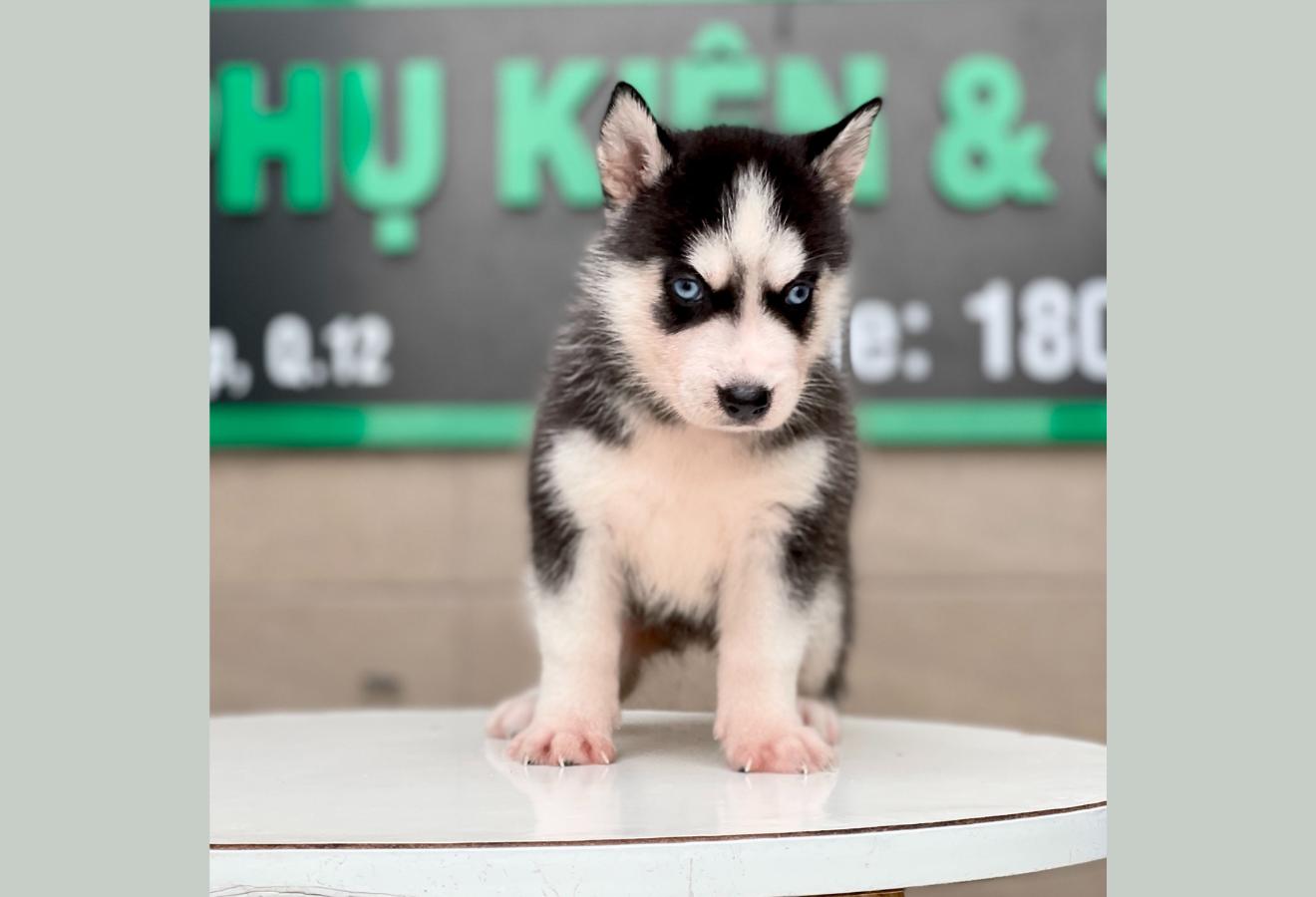 Husky Siberian - Màu Đen Trắng (MS 06)