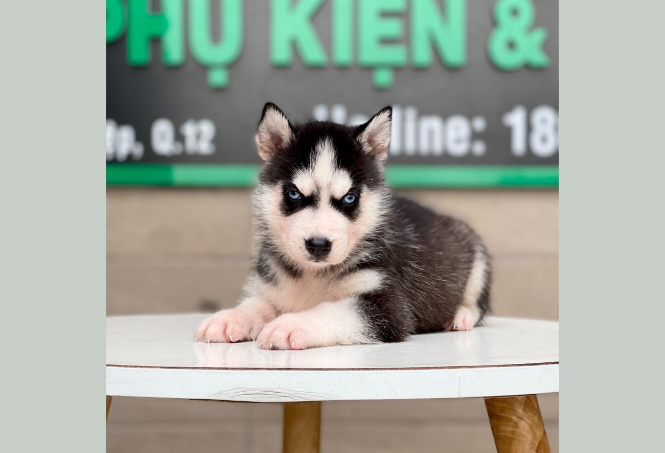 Husky Siberian - Màu Đen Trắng (MS 06)