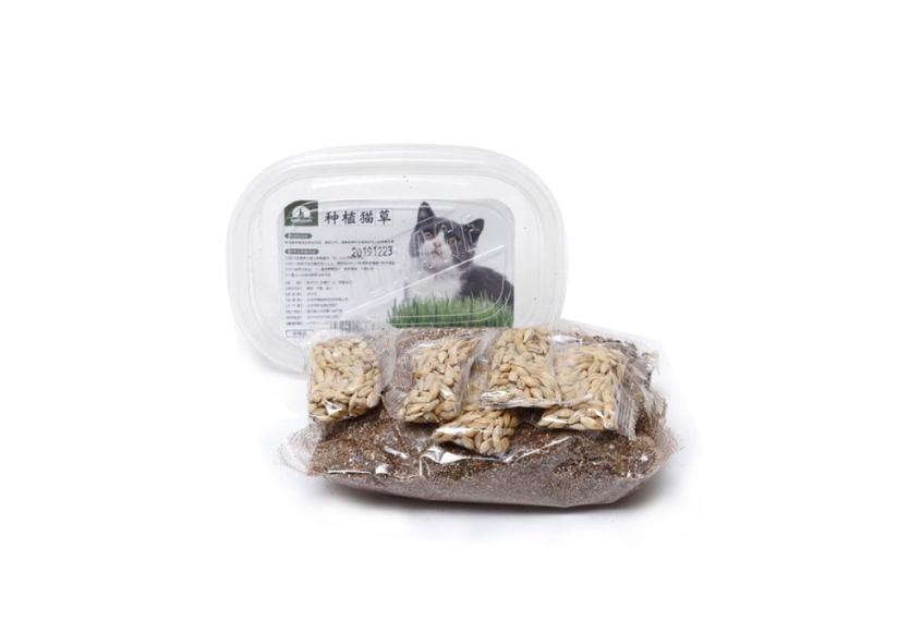 Letrungpet - Sét Cỏ Mèo Tự Trồng