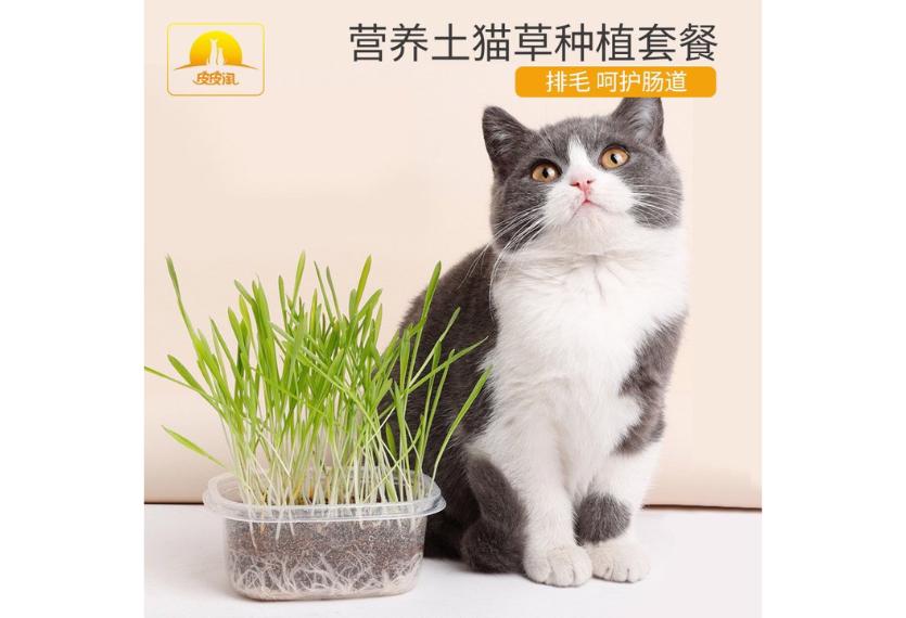 Letrungpet - Sét Cỏ Mèo Tự Trồng