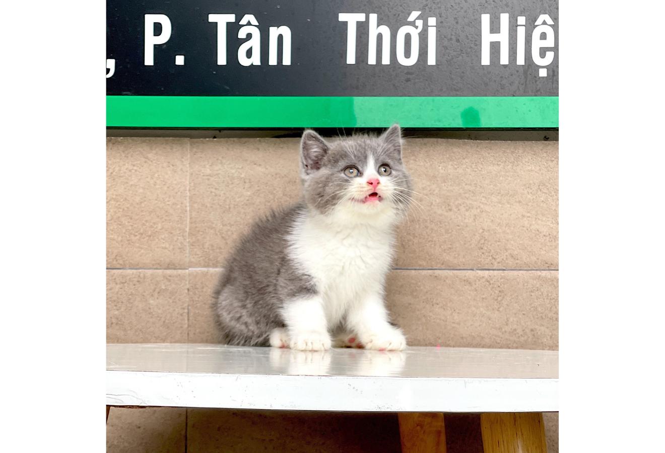 Anh Lông Ngắn - Màu Bicolor Xám (MS 01)