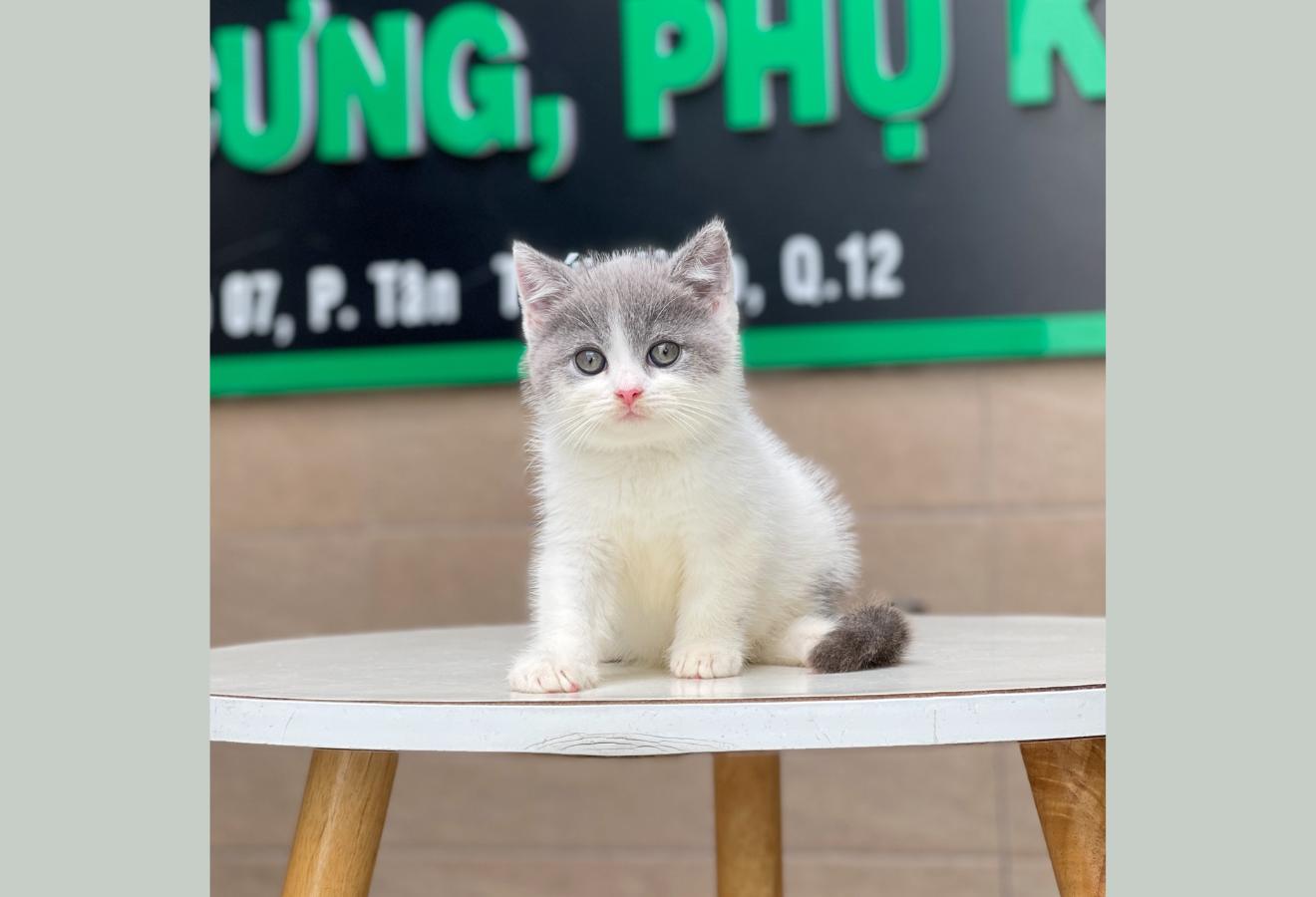 Anh Lông Ngắn - Màu Halerquin Xám (MS 03)