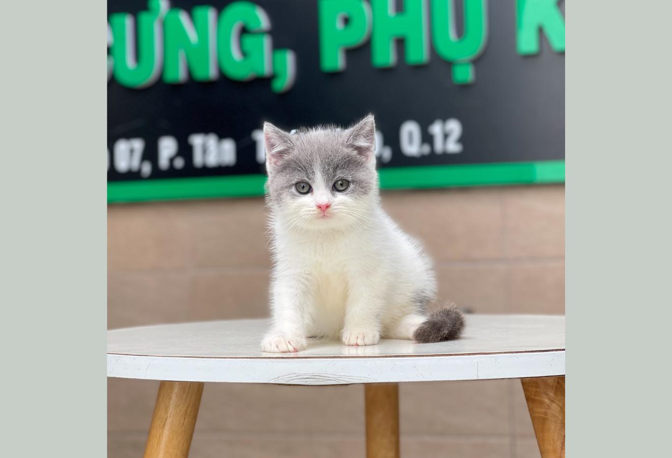Anh Lông Ngắn - Màu Halerquin Xám (MS 03)
