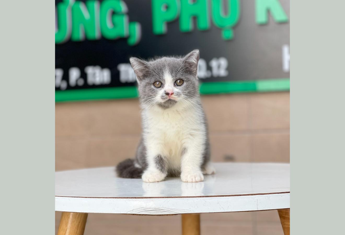 Anh Lông Ngắn - Màu Bicolor Xám (MS 02)