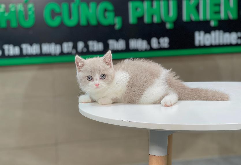 Anh Lông Ngắn - Màu Bicolor Lilac (MS 01)