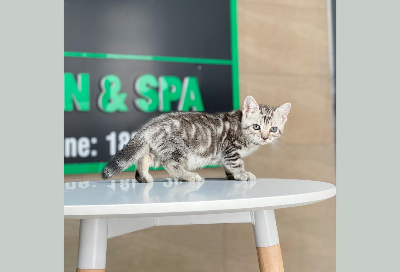Anh Lông Ngắn - Màu Tabby Silver (MS 05)