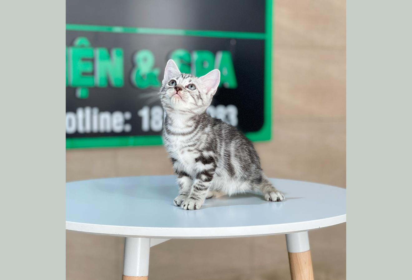 Anh Lông Ngắn - Màu Tabby Silver (MS 06)
