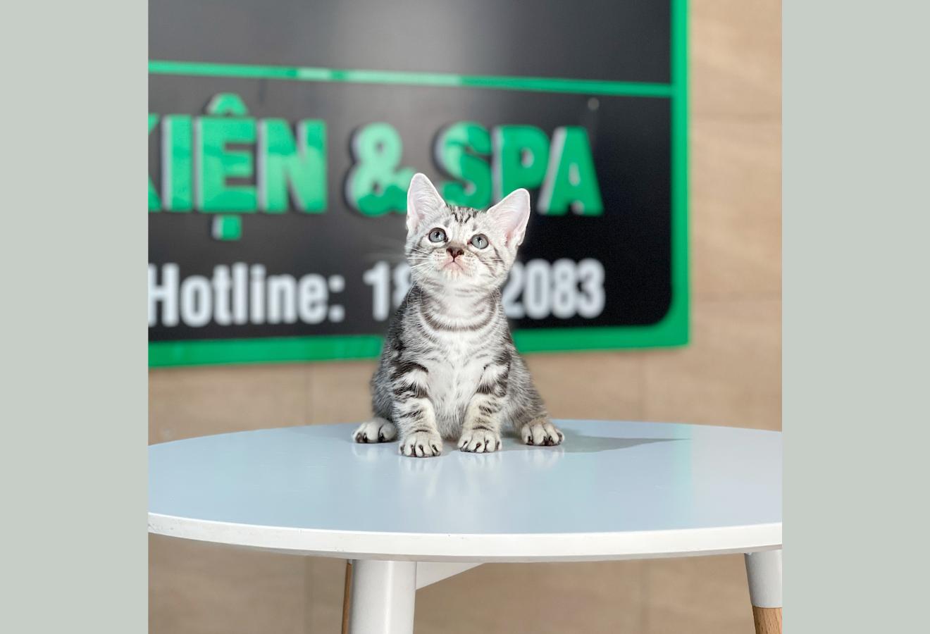 Anh Lông Ngắn - Màu Tabby Silver (MS 06)