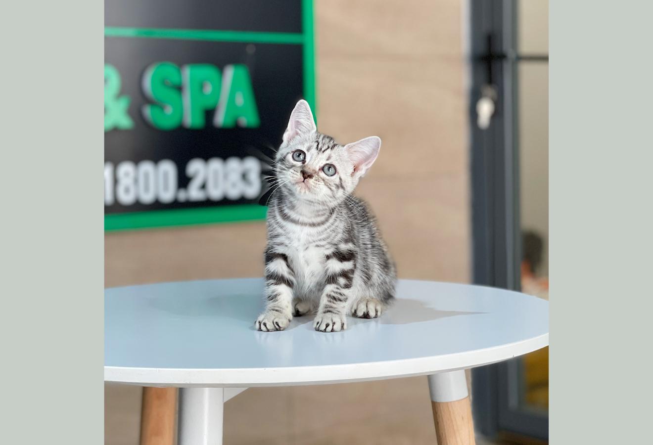 Anh Lông Ngắn - Màu Tabby Silver (MS 06)