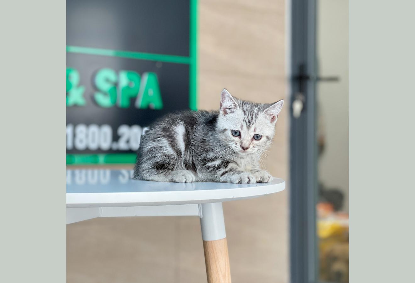 Anh Lông Ngắn - Màu Tabby Silver (MS 07)