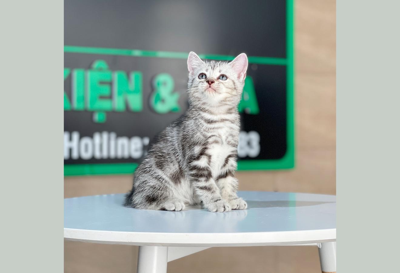 Anh Lông Ngắn - Màu Tabby Silver (MS 07)