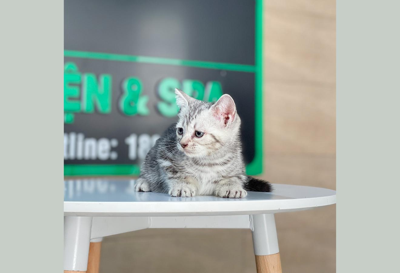 Anh Lông Ngắn - Màu Tabby Silver (MS 07)