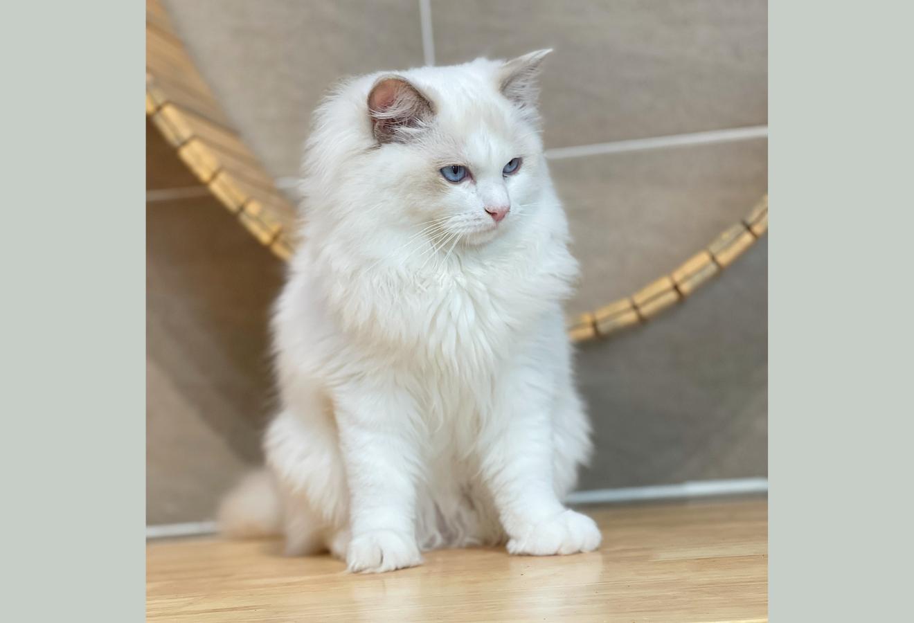 Mèo Ragdoll - Màu Blue (MS 01)
