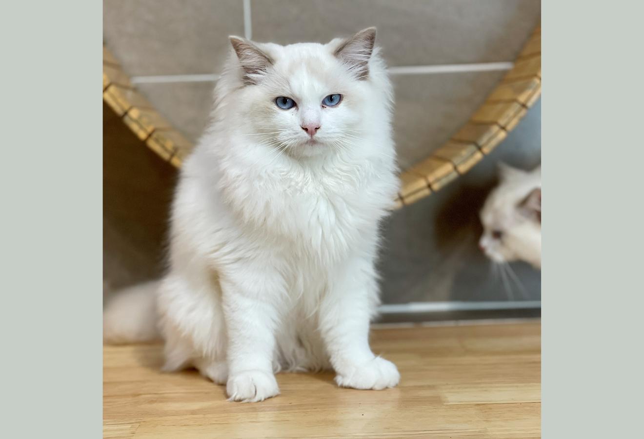 Mèo Ragdoll - Màu Blue (MS 01)