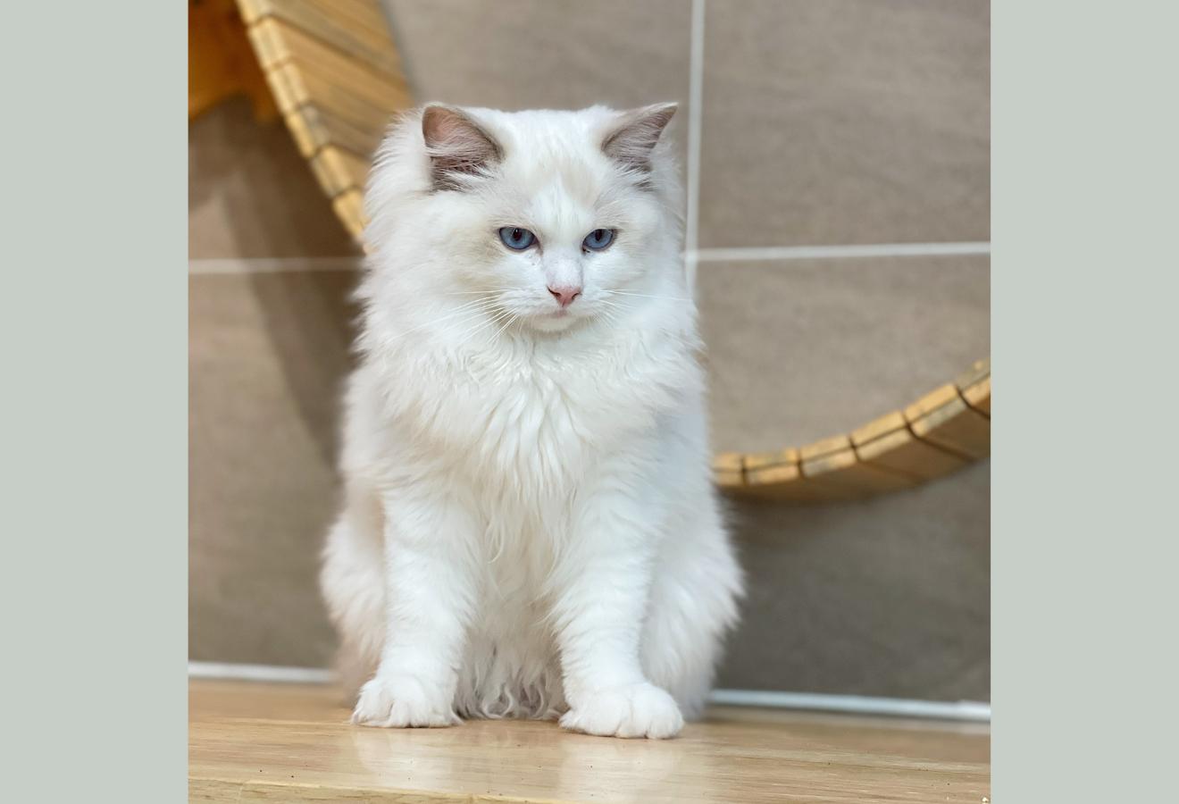 Mèo Ragdoll - Màu Blue (MS 01)