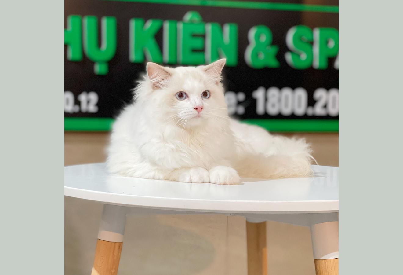 Mèo Ragdoll - Màu Blue (MS 02)