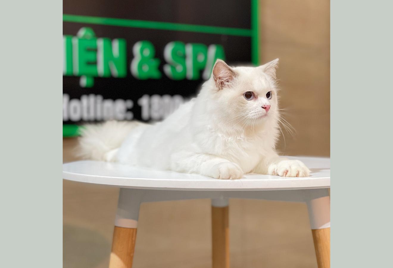 Mèo Ragdoll - Màu Blue (MS 02)