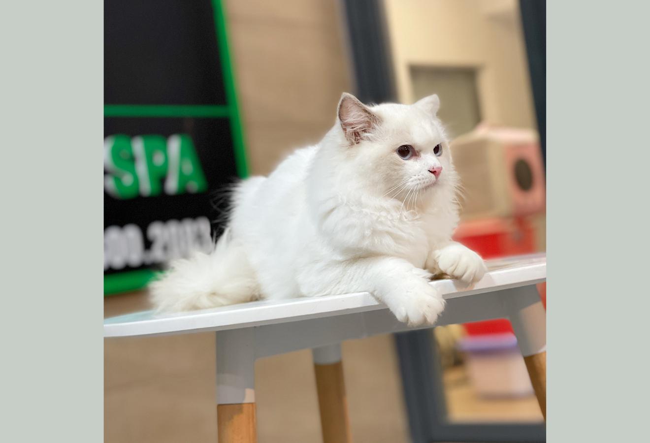 Mèo Ragdoll - Màu Blue (MS 02)