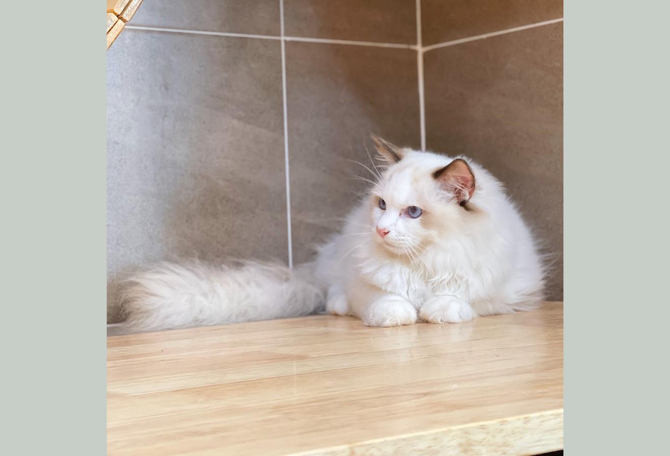 Mèo Ragdoll - Màu Blue (MS 03)