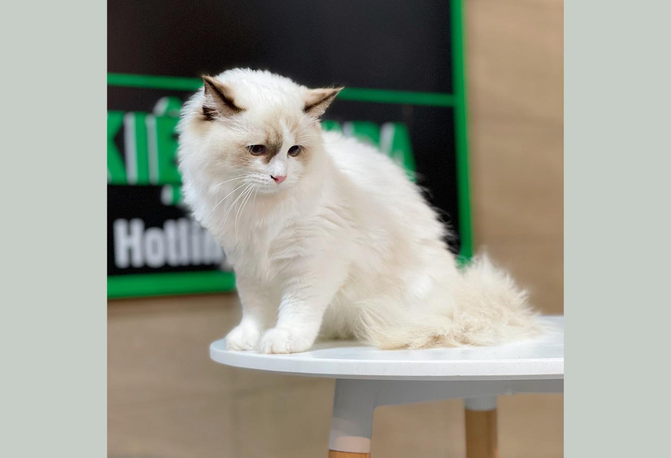Mèo Ragdoll - Màu Blue (MS 04)