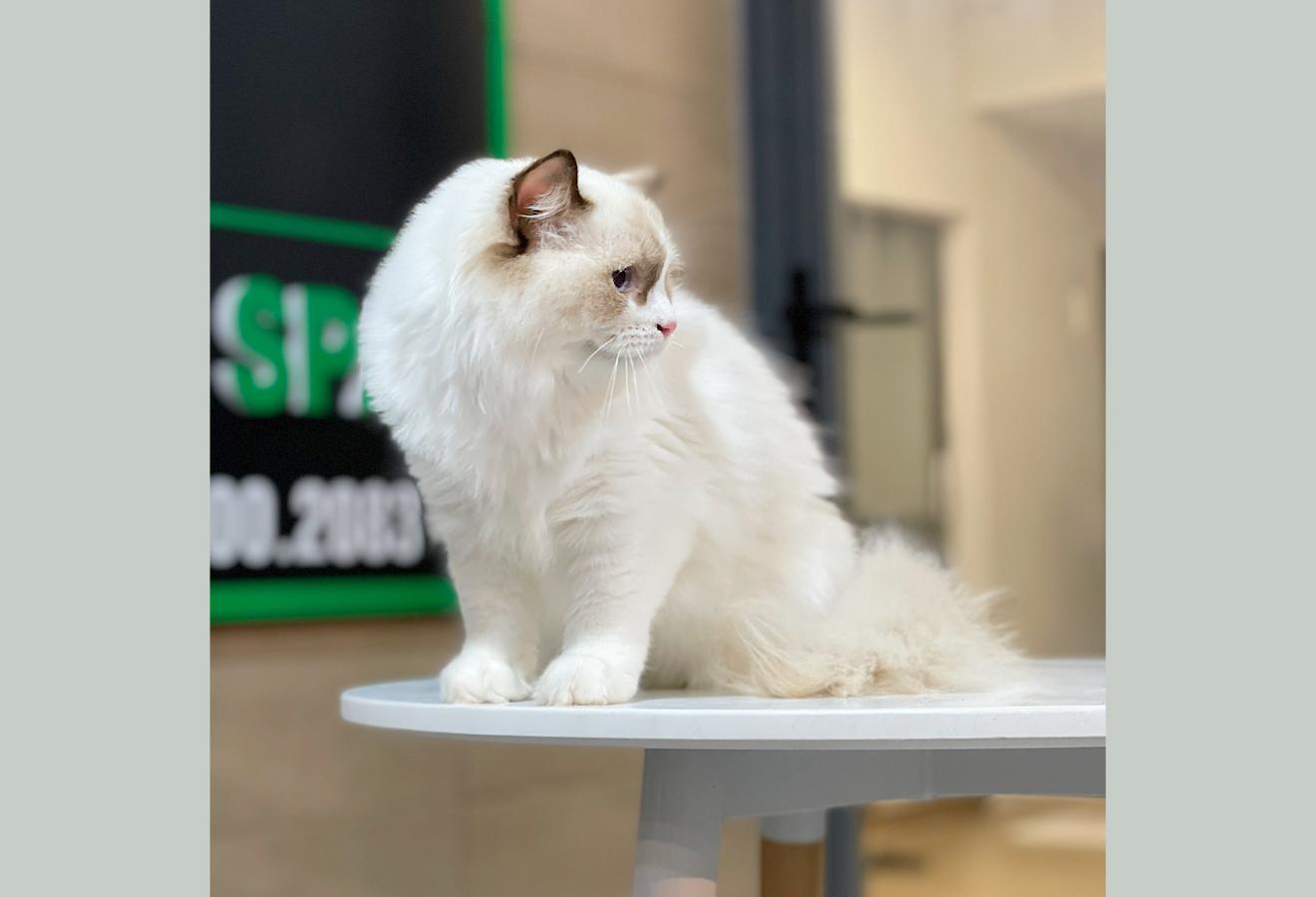 Mèo Ragdoll - Màu Blue (MS 04)