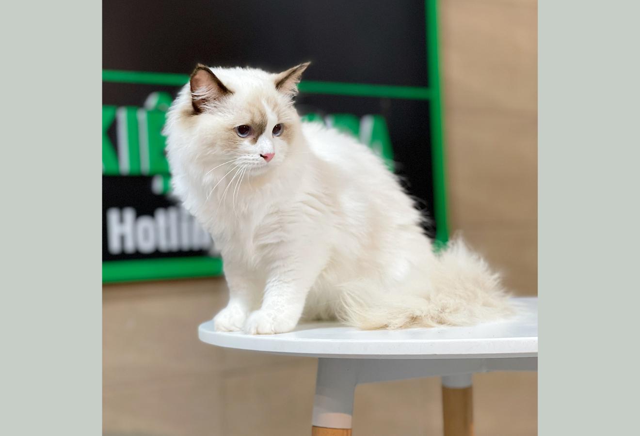 Mèo Ragdoll - Màu Blue (MS 04)