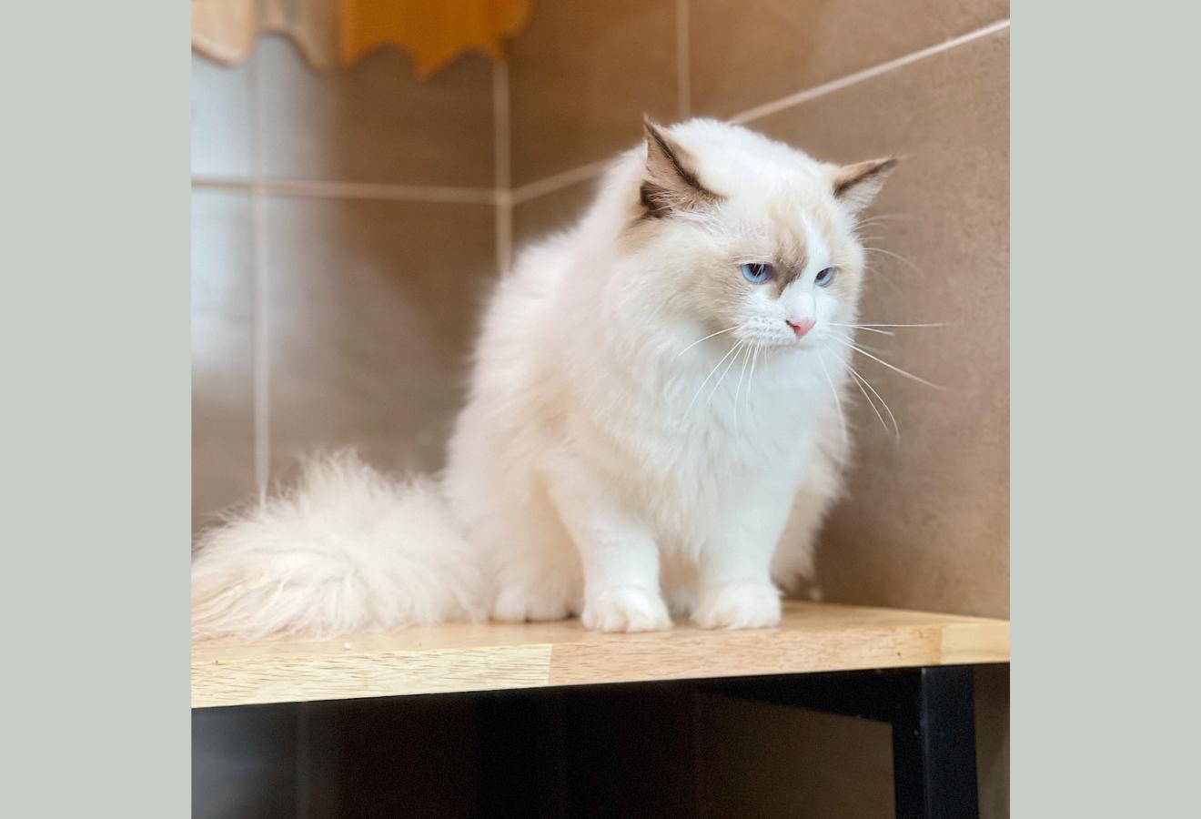 Mèo Ragdoll - Màu Blue (MS 04)
