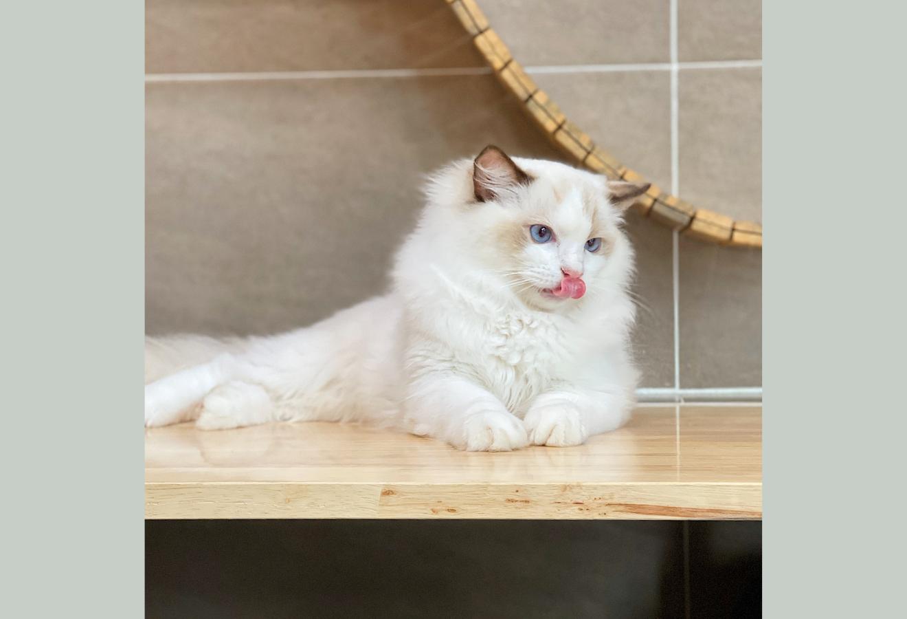Mèo Ragdoll - Màu Blue (MS 05)