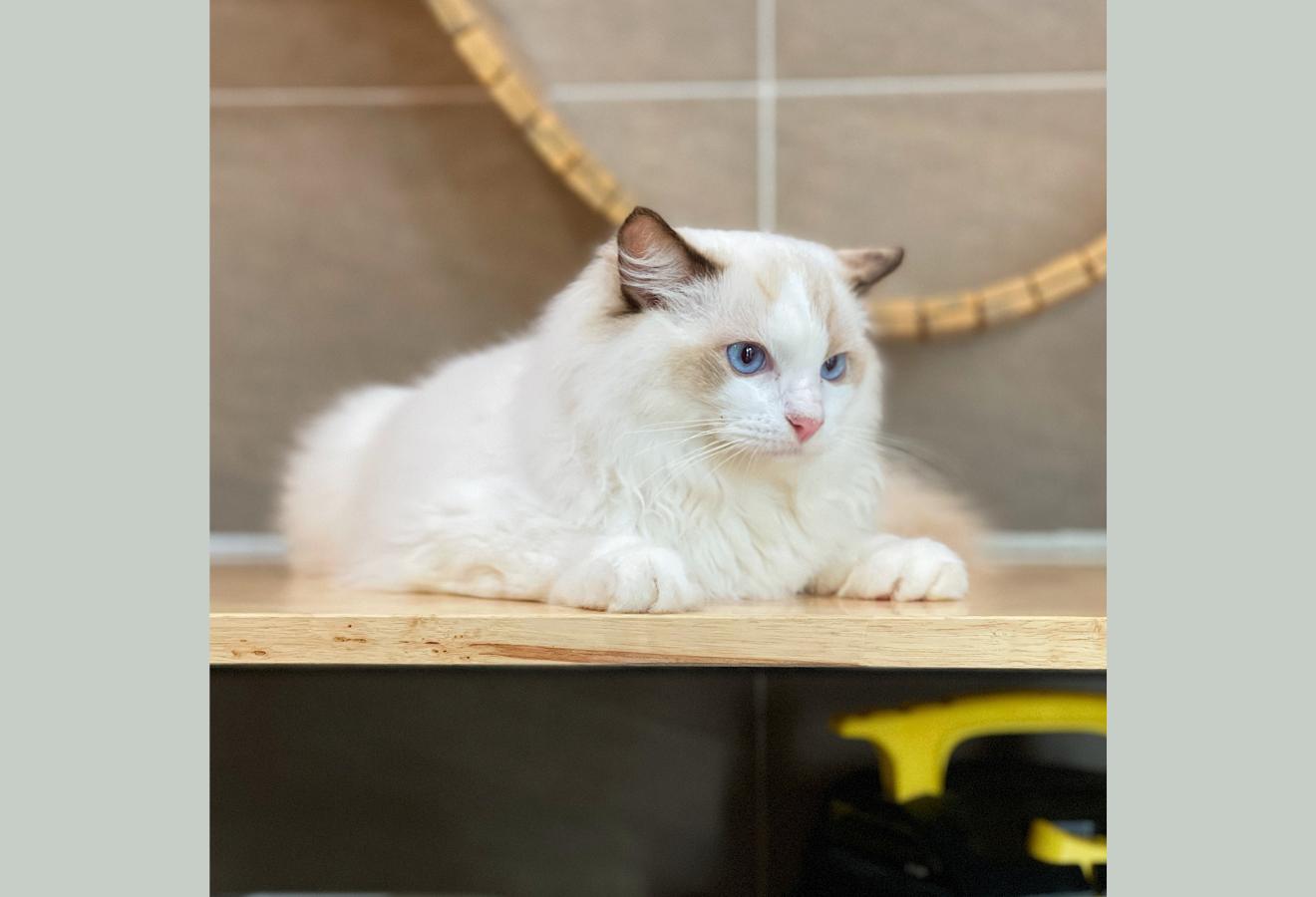 Mèo Ragdoll - Màu Blue (MS 05)
