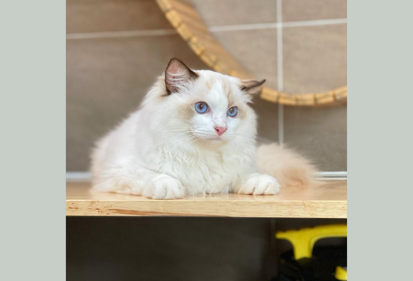 Mèo Ragdoll - Màu Blue (MS 05)