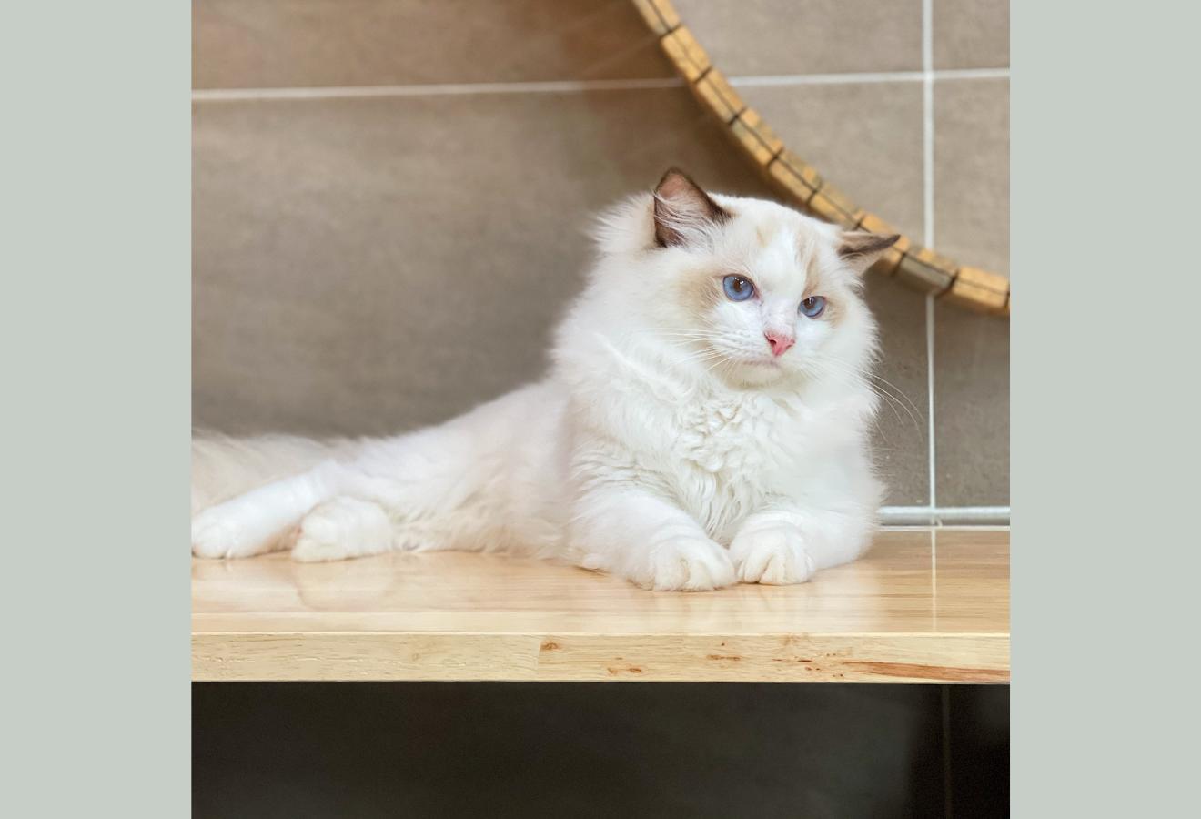 Mèo Ragdoll - Màu Blue (MS 05)