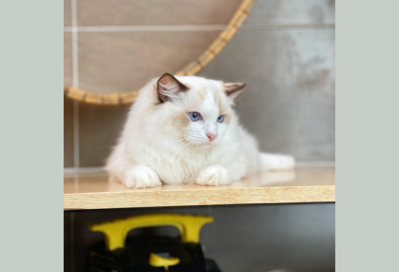 Mèo Ragdoll - Màu Blue (MS 05)