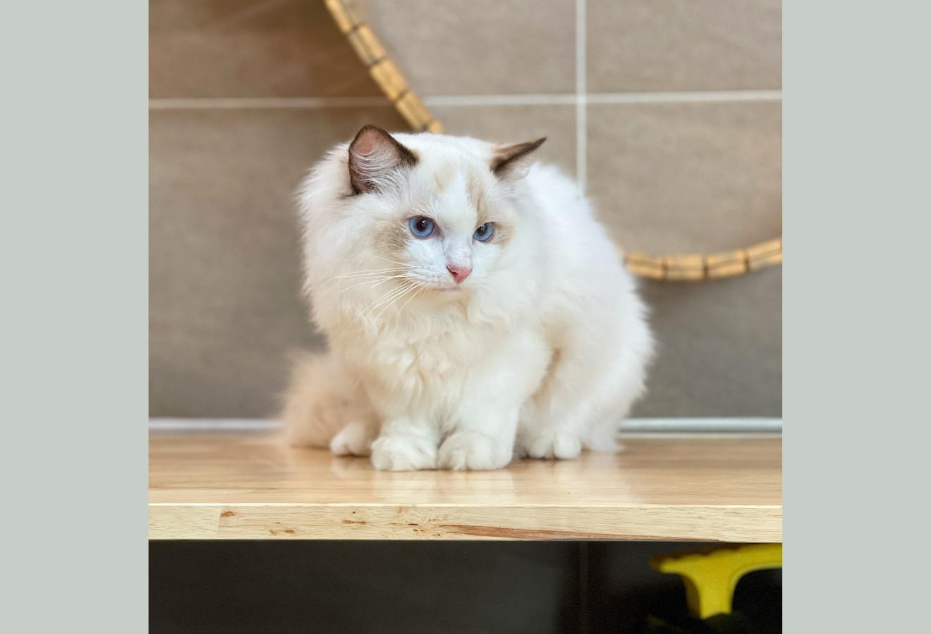 Mèo Ragdoll - Màu Blue (MS 05)