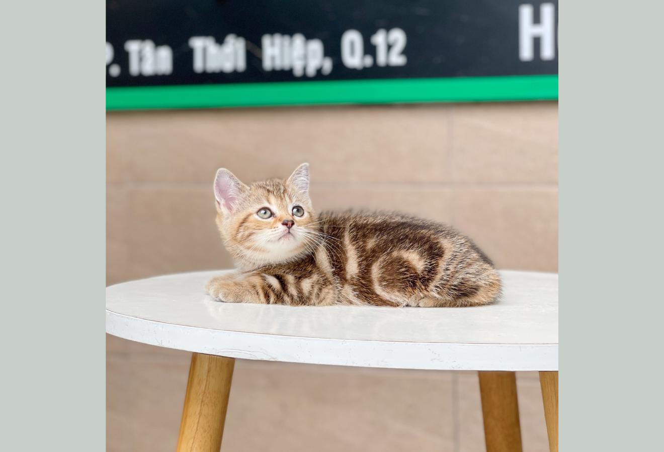 Anh Lông Ngắn - Màu Tabby Brown (MS 02)