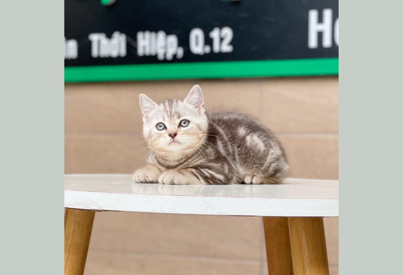 Anh Lông Ngắn - Màu Tabby Silver (MS 02)