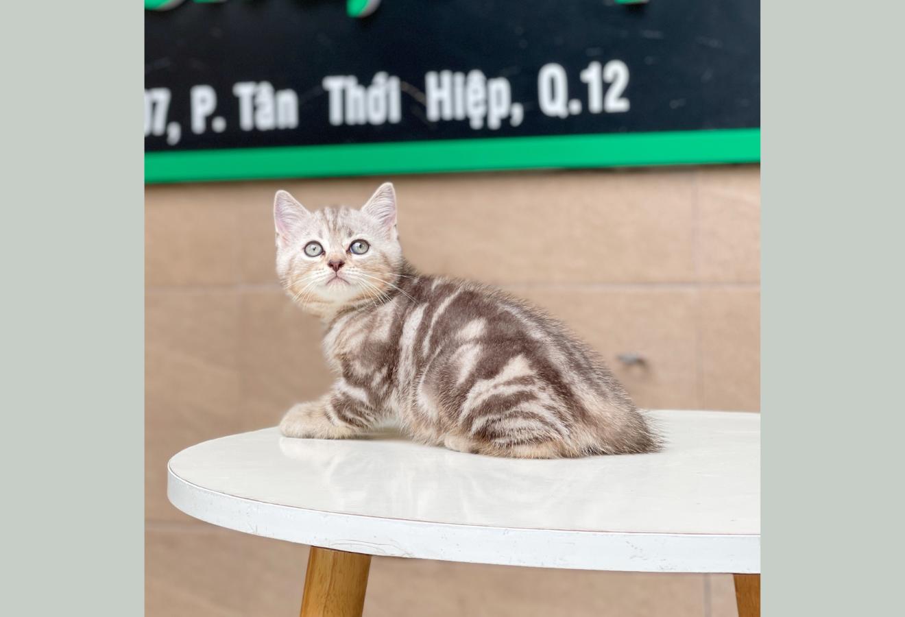 Anh Lông Ngắn - Màu Tabby Silver (MS 02)