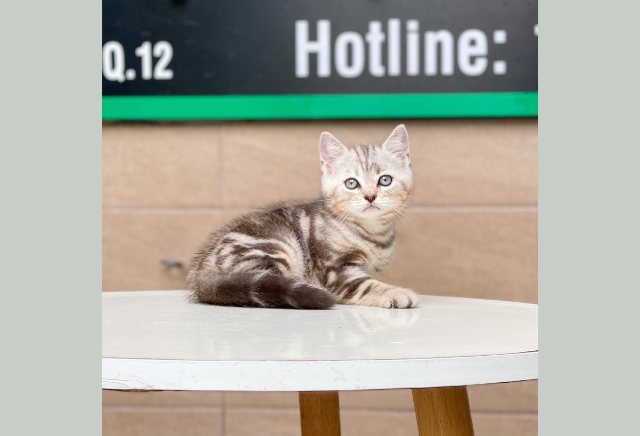 Anh Lông Ngắn - Màu Tabby Silver (MS 02)