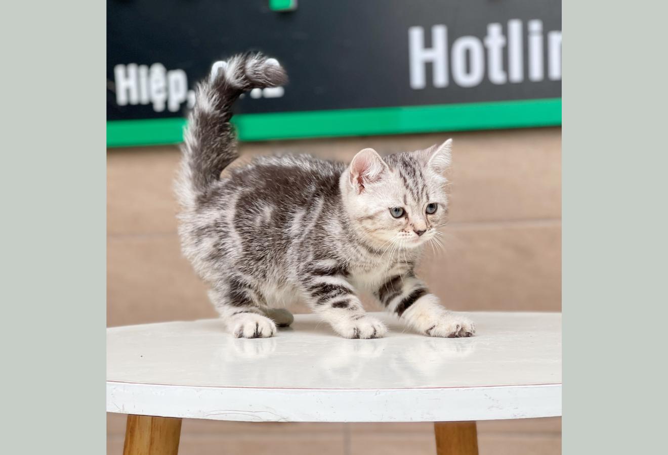 Anh Lông Ngắn - Màu Tabby Silver (MS 03)