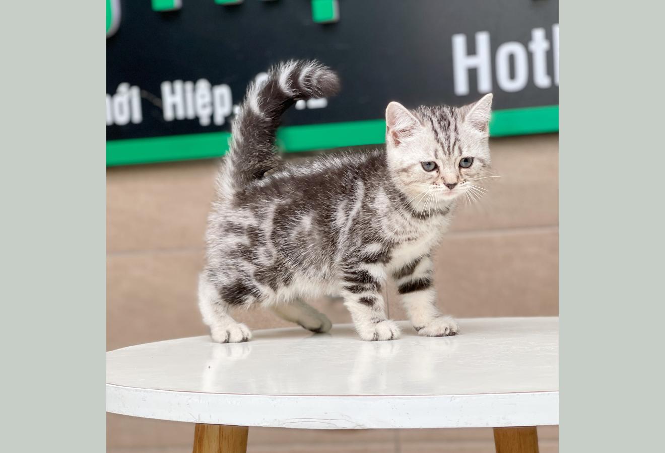 Anh Lông Ngắn - Màu Tabby Silver (MS 03)