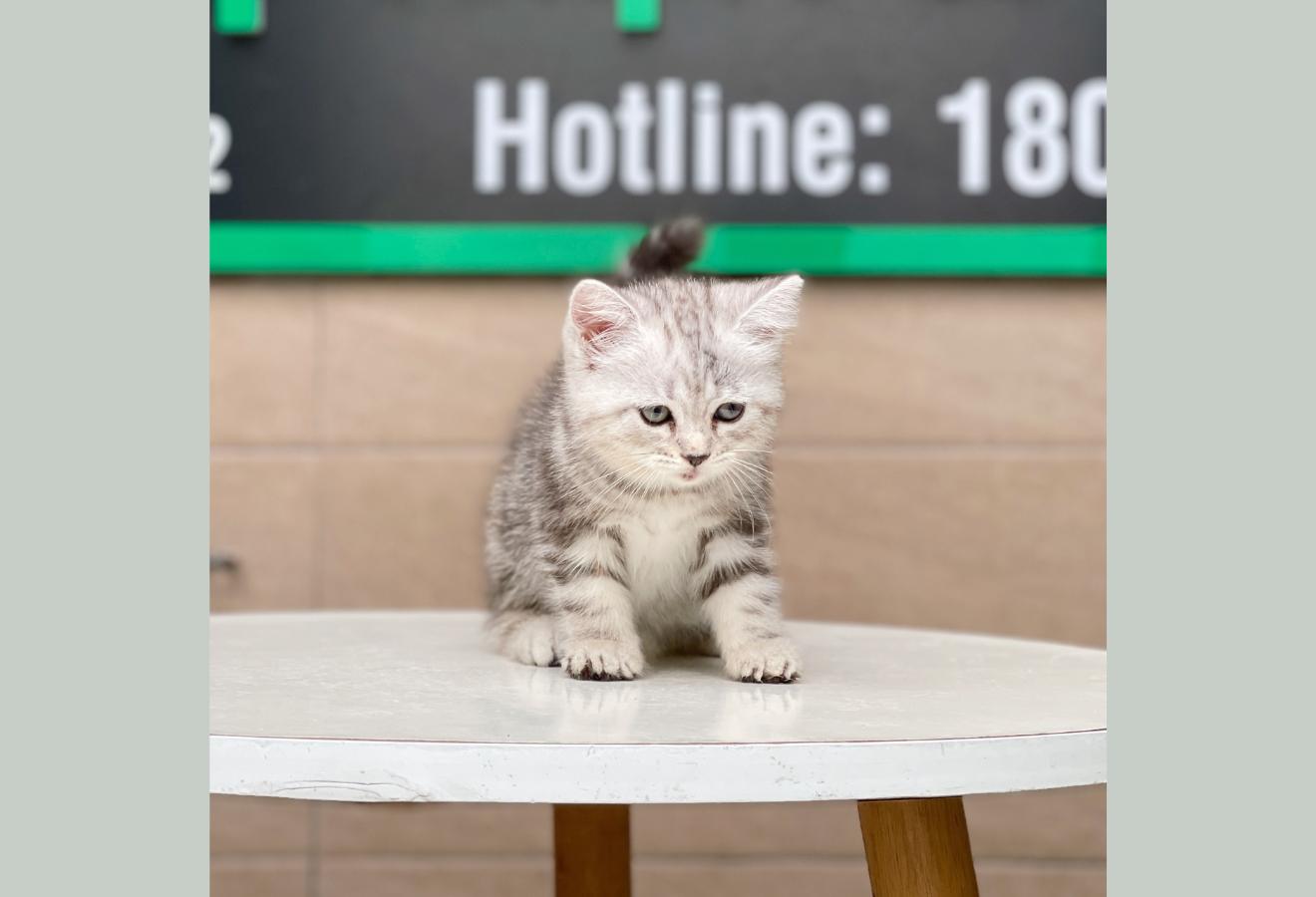 Anh Lông Ngắn - Màu Tabby Silver (MS 04)
